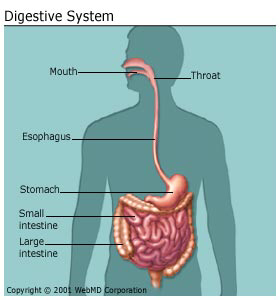 Digestive System - Body Systems